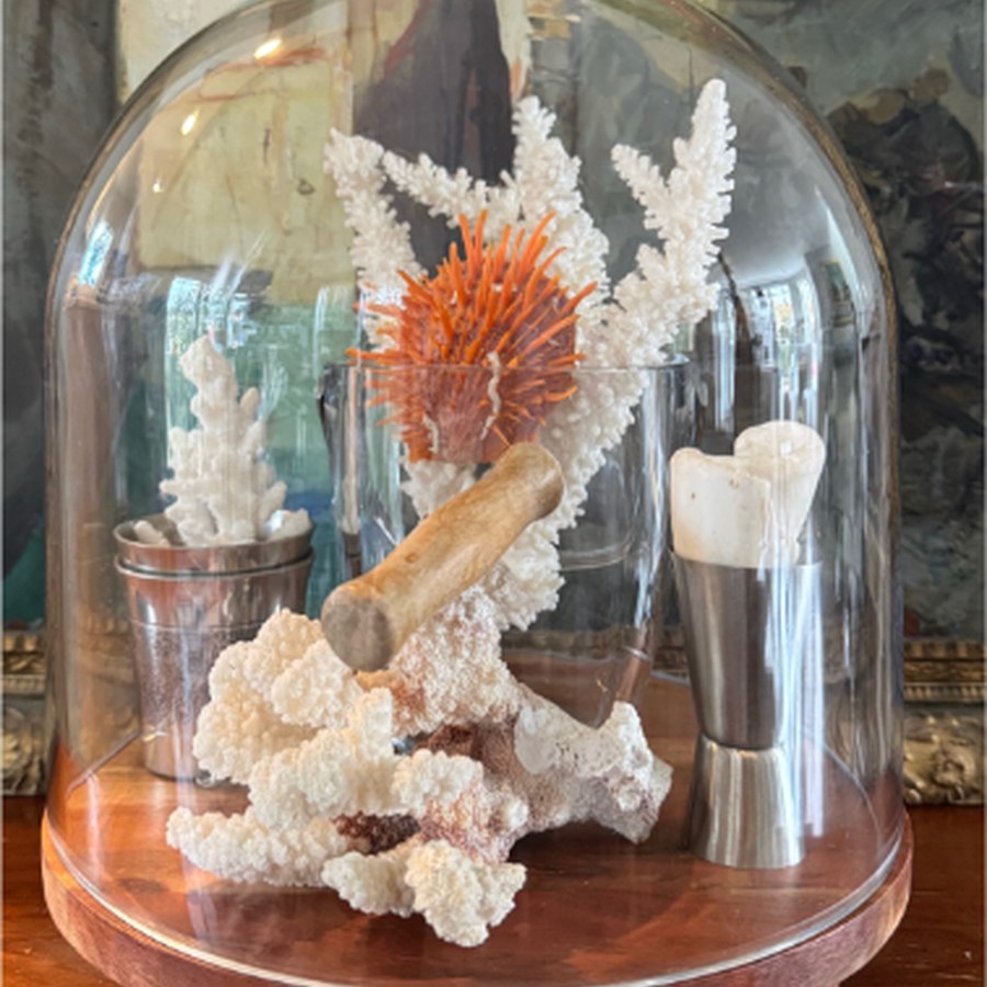 Coral under glass cloche