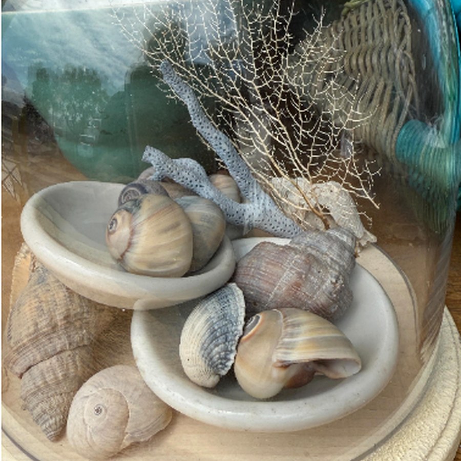 Sea and coral collection